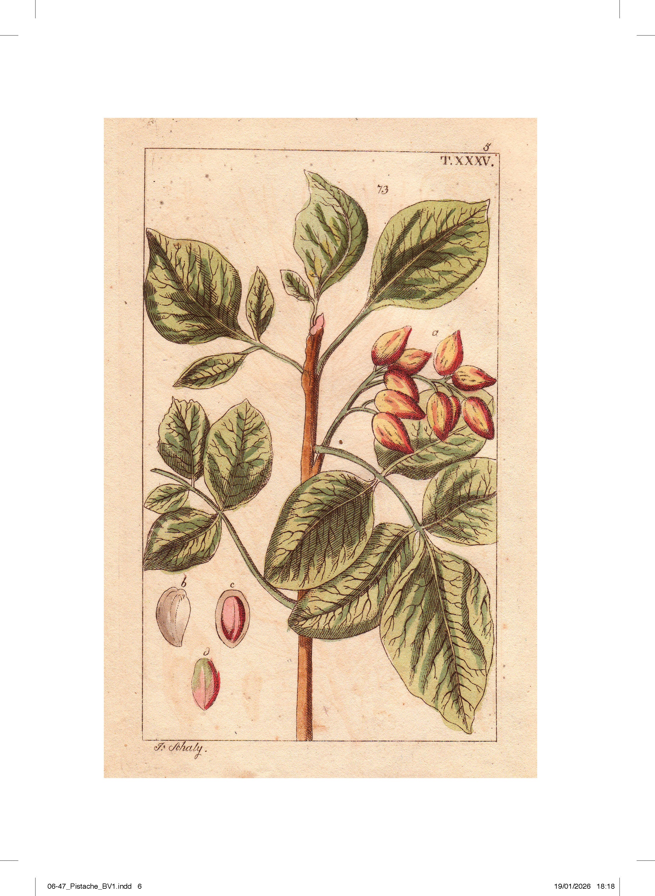 Les petits cahiers 180°C - Pistache - Image 3