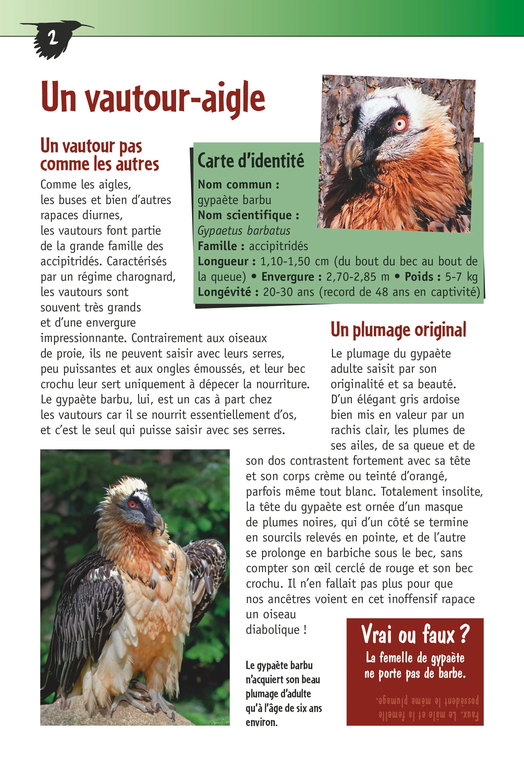 Le gypaète barbu (3e ed) - Image 4