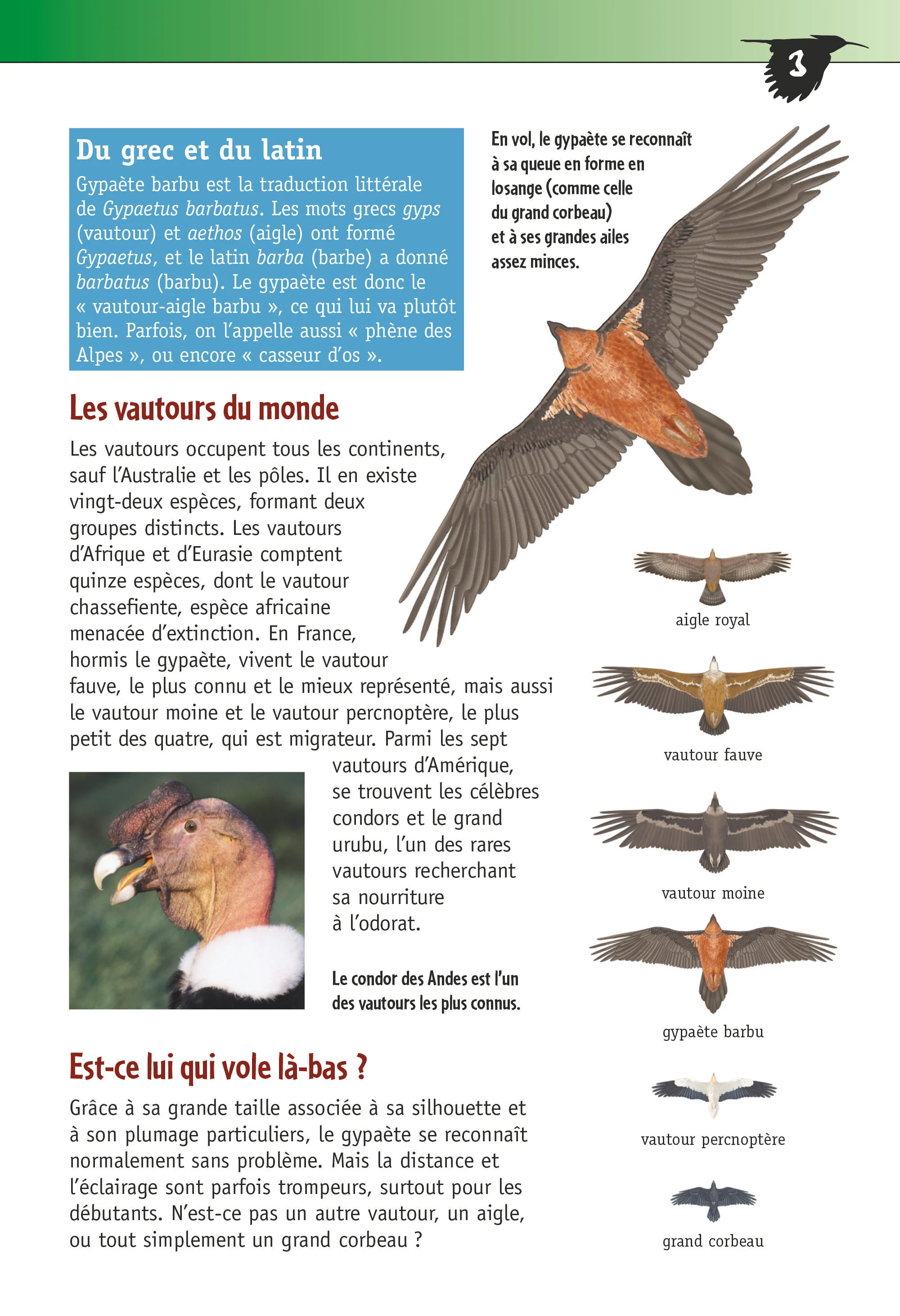 Le gypaète barbu (3e ed) - Image 5