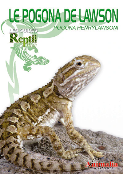 Le pogona de Lawson - Pogona henrylawsoni - Image 2