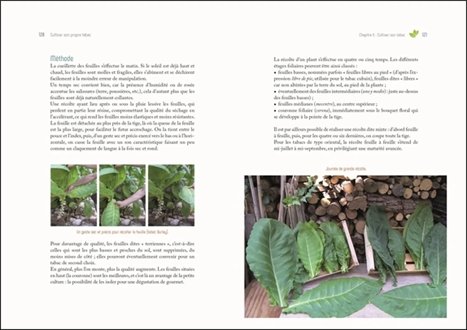 Cultiver son propre tabac - De la graine à la feuille séchée - Image 14