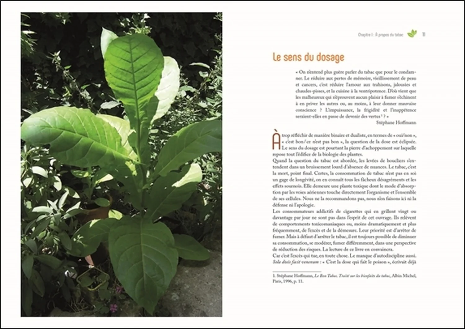 Cultiver son propre tabac - De la graine à la feuille séchée - Image 8