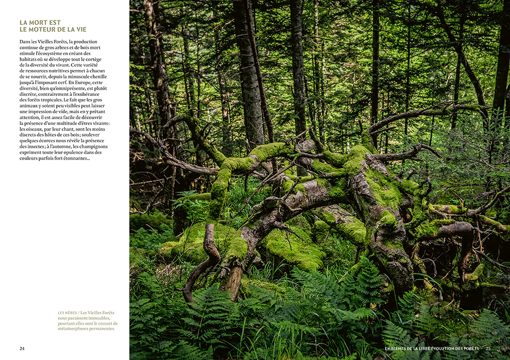 Mystérieuses vieilles forêts - Un voyage immersif au coeur des écosystèmes préservés - Image 2