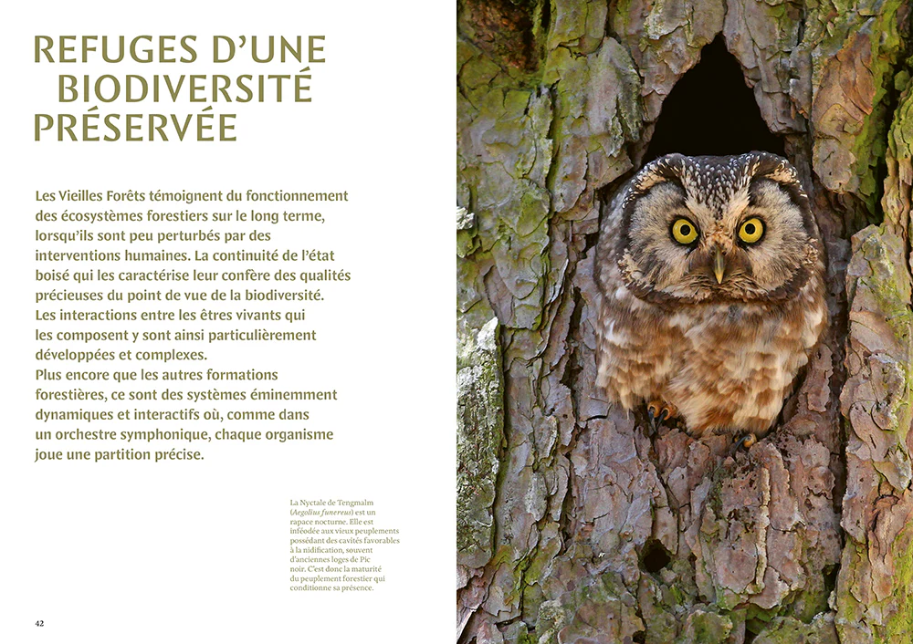 Mystérieuses vieilles forêts - Un voyage immersif au coeur des écosystèmes préservés - Image 3