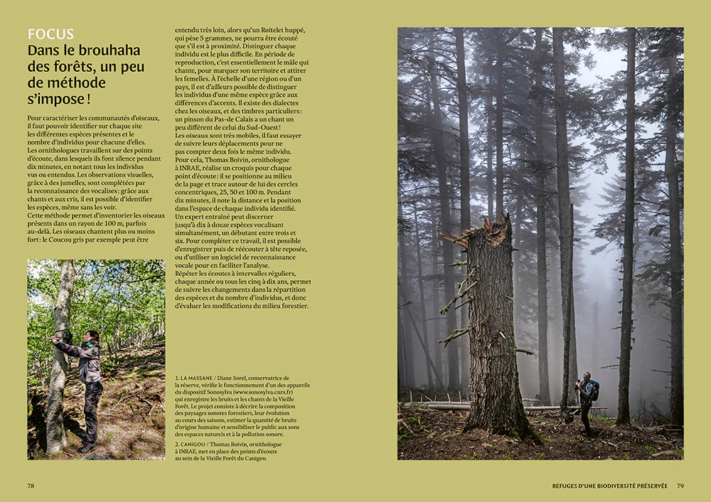 Mystérieuses vieilles forêts - Un voyage immersif au coeur des écosystèmes préservés - Image 5