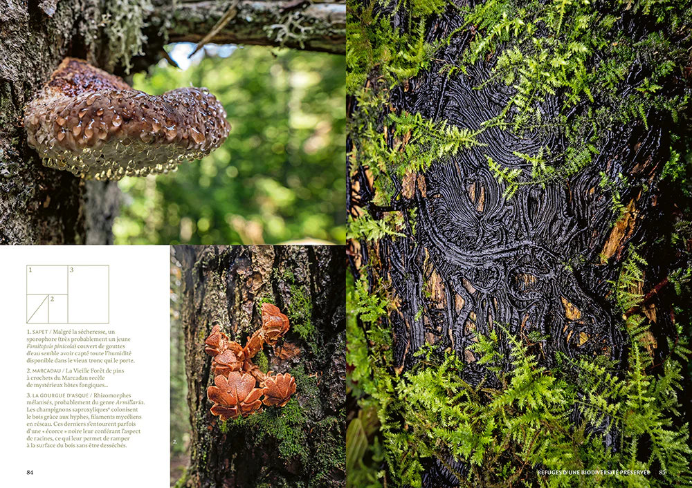 Mystérieuses vieilles forêts - Un voyage immersif au coeur des écosystèmes préservés - Image 6