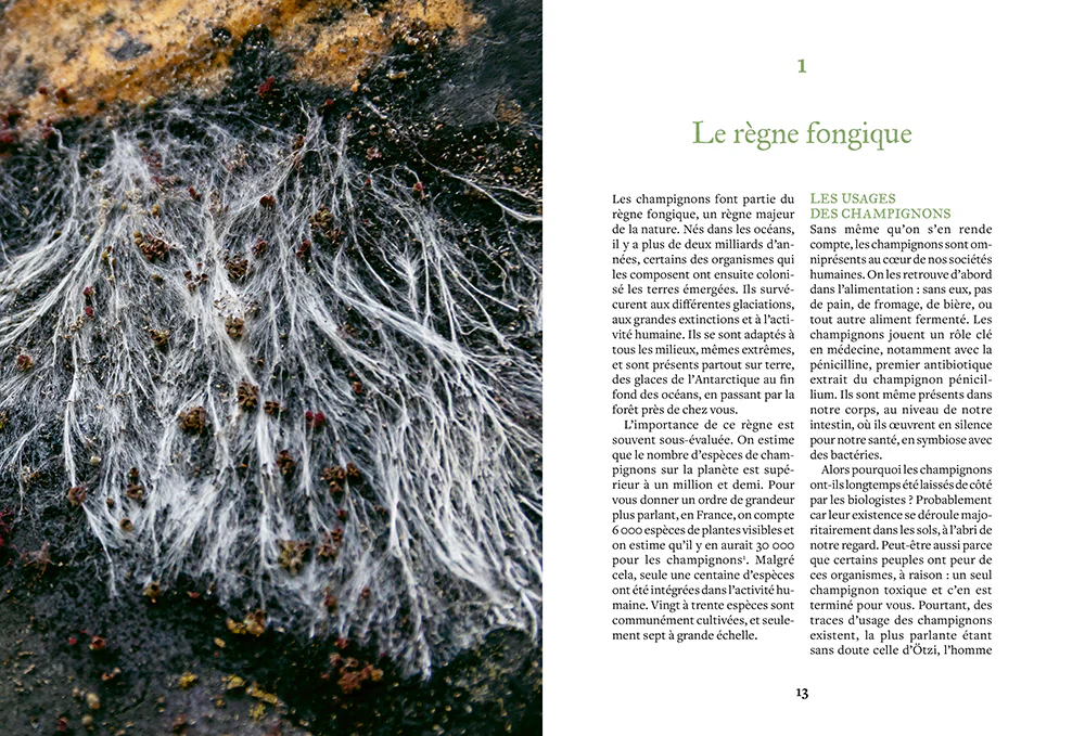 Cultiver ses champignons - En planche, en seau, sur bûche - Image 2