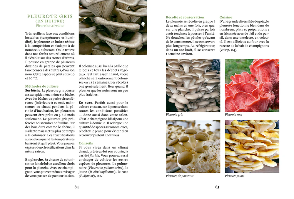 Cultiver ses champignons - En planche, en seau, sur bûche - Image 5