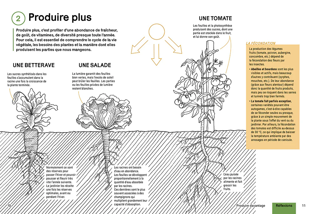 Produire des légumes en abondance - Naturellement sans engrais ni pesticides, récolter toute l'année sur une petite surface, choisir des variétés productives - Image 2