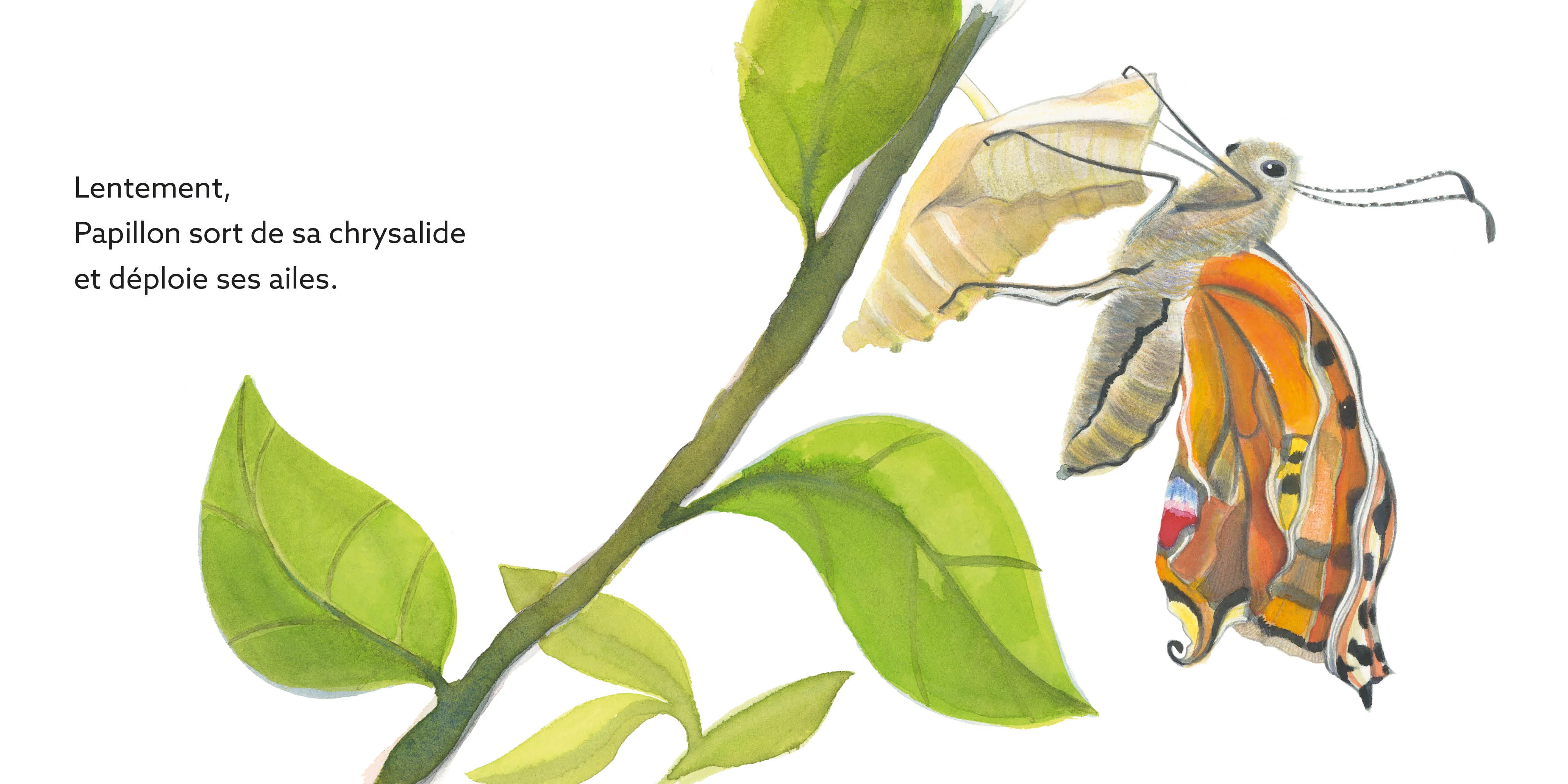Papillon : une journee dans la vie d'un paon du jour - Image 2