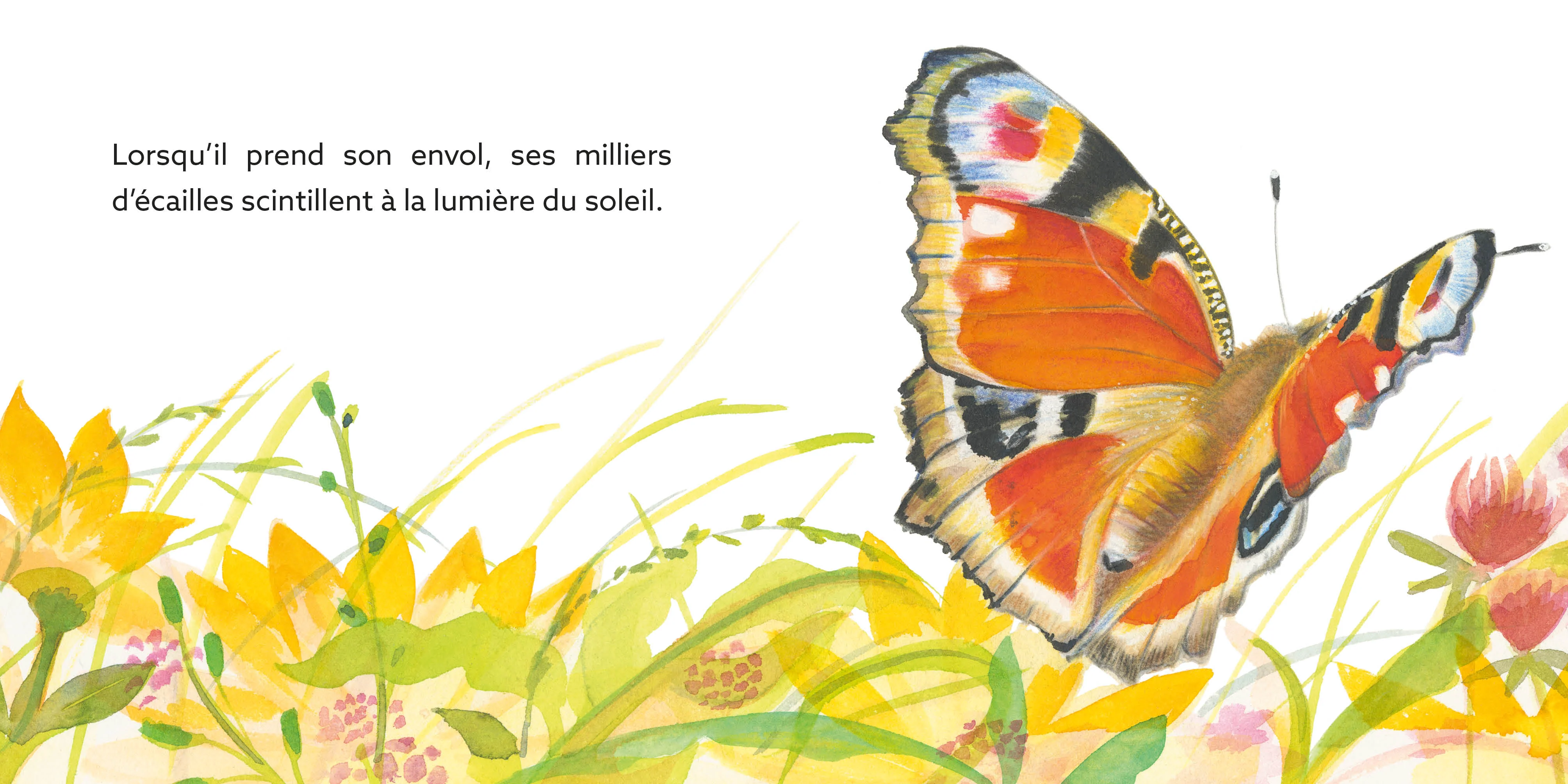 Papillon : une journee dans la vie d'un paon du jour - Image 3