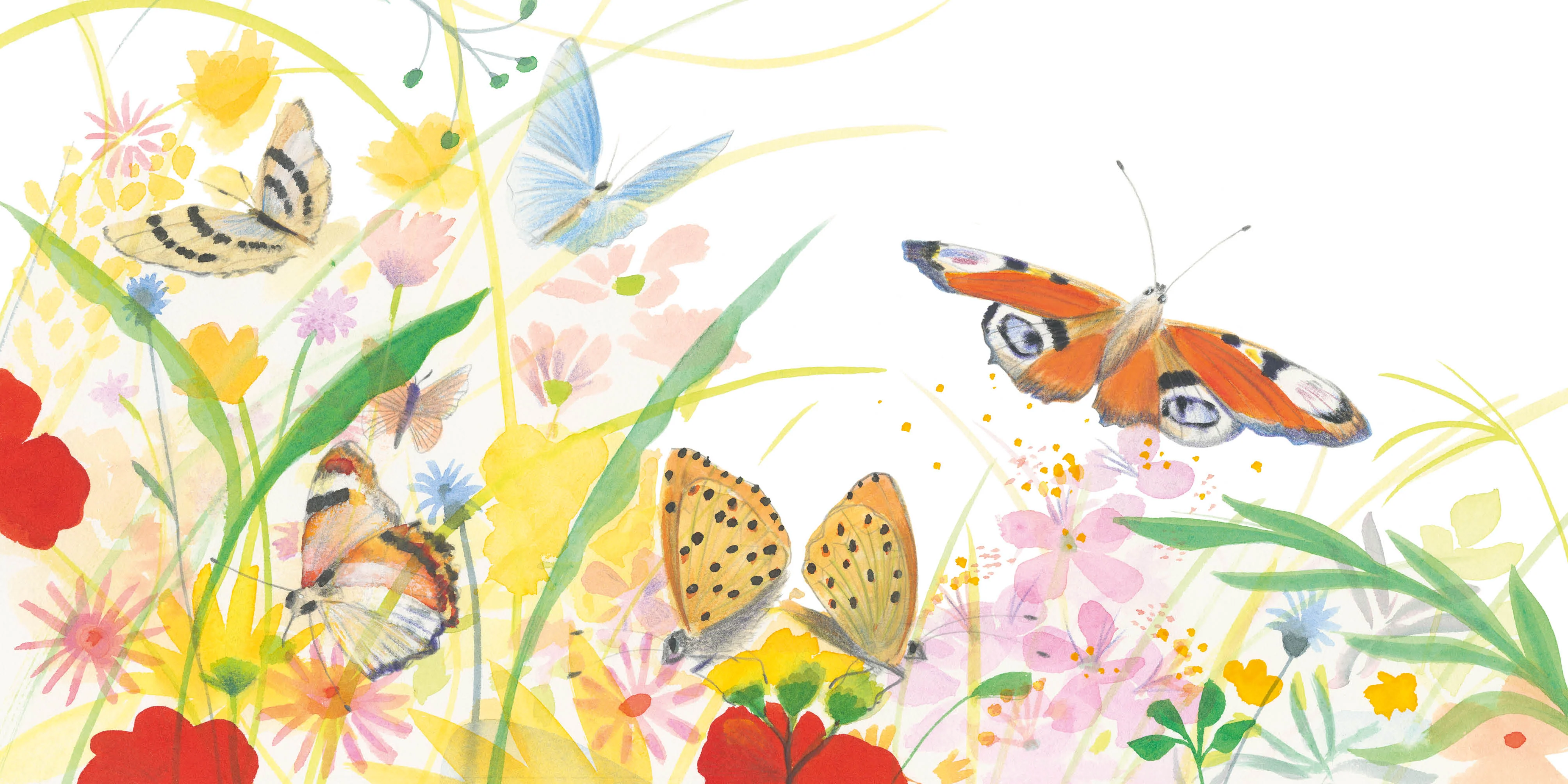 Papillon : une journee dans la vie d'un paon du jour - Image 4