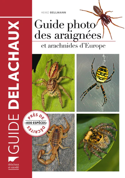 Guide photo des araignées et arachnides d'Europe - Image 2