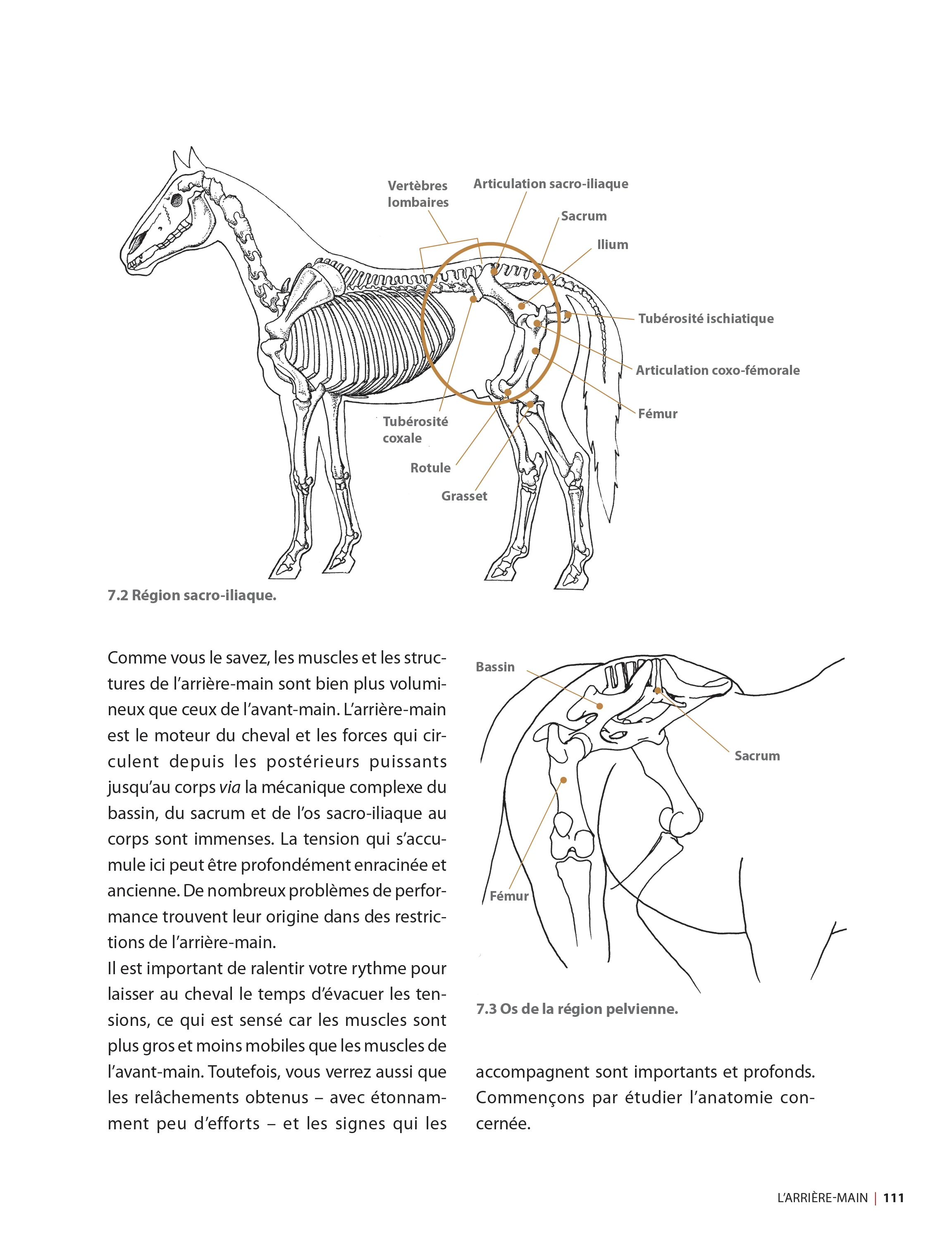 Masser son cheval : Soulager douleurs et tensions musculaires - Image 3