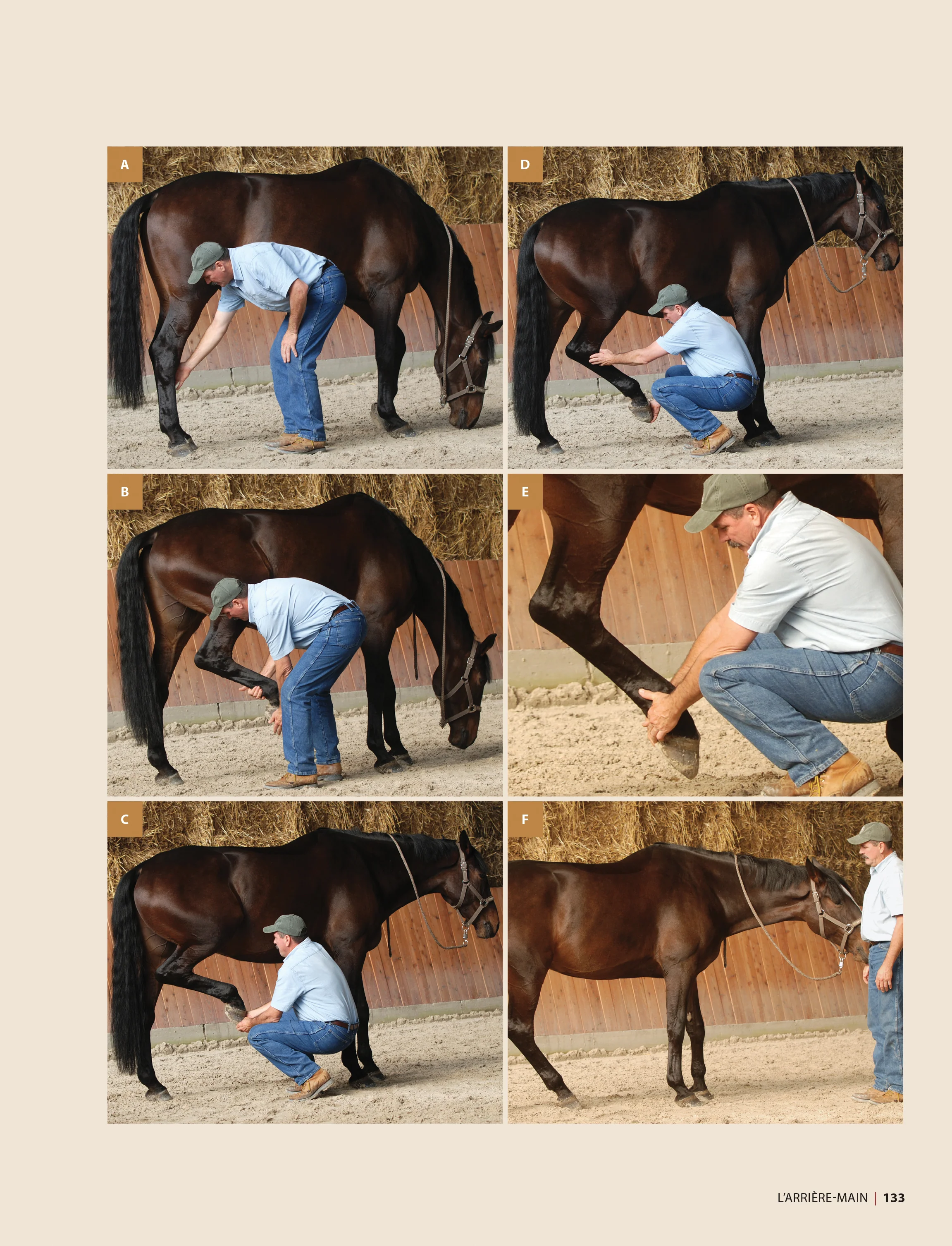 Masser son cheval : Soulager douleurs et tensions musculaires - Image 4