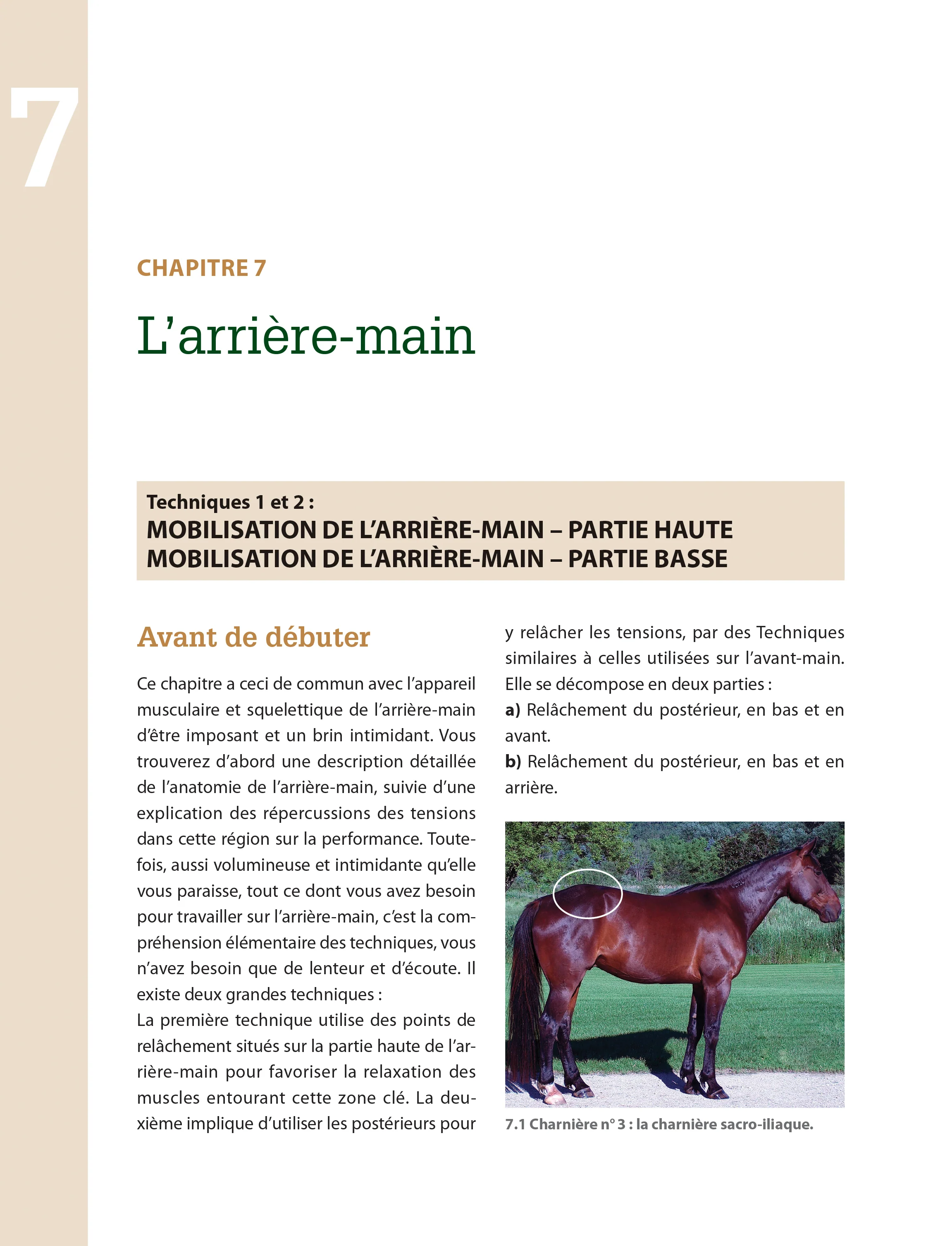 Masser son cheval : Soulager douleurs et tensions musculaires - Image 5