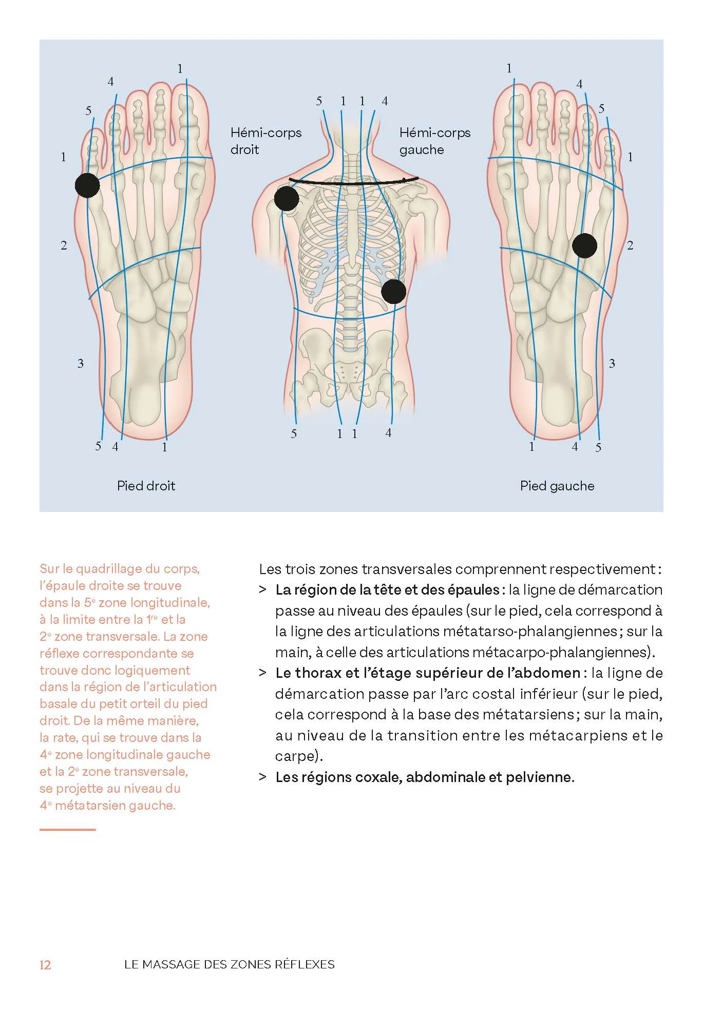 Le massage des zones réflexes - Image 4