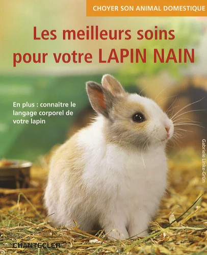 Les meilleurs soins pour votre lapin nain - Image 3