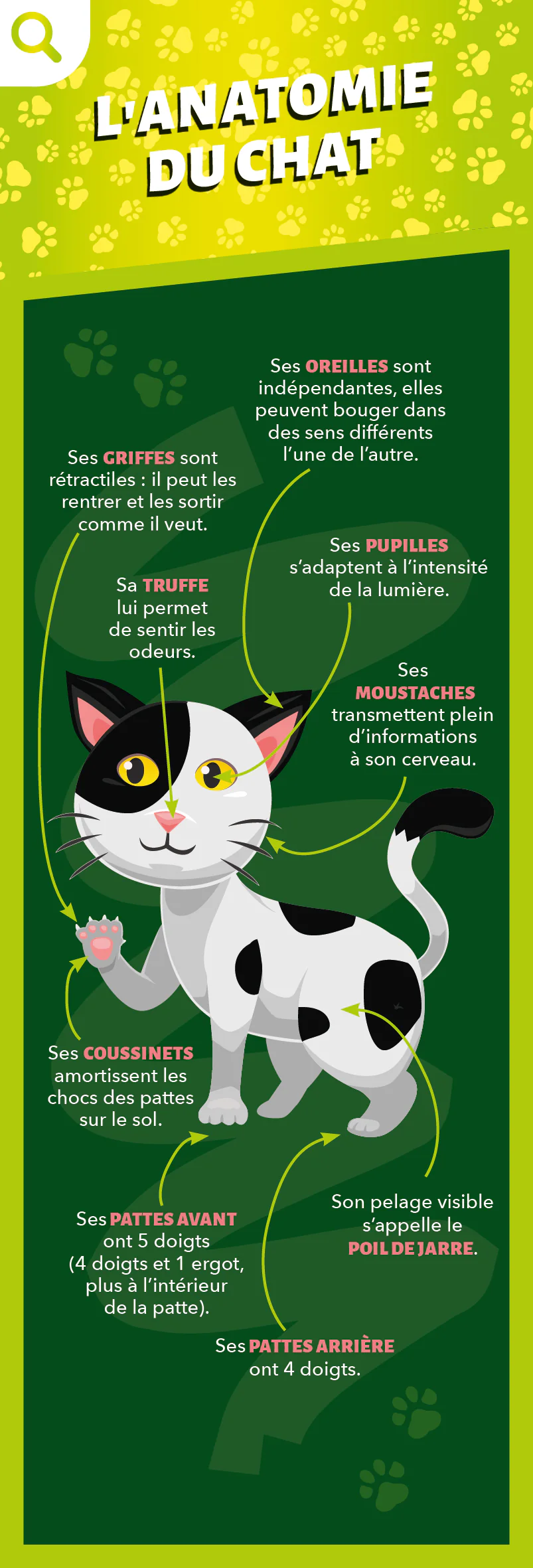 Les incollables - Éventail Passion - Les Chats - Image 3