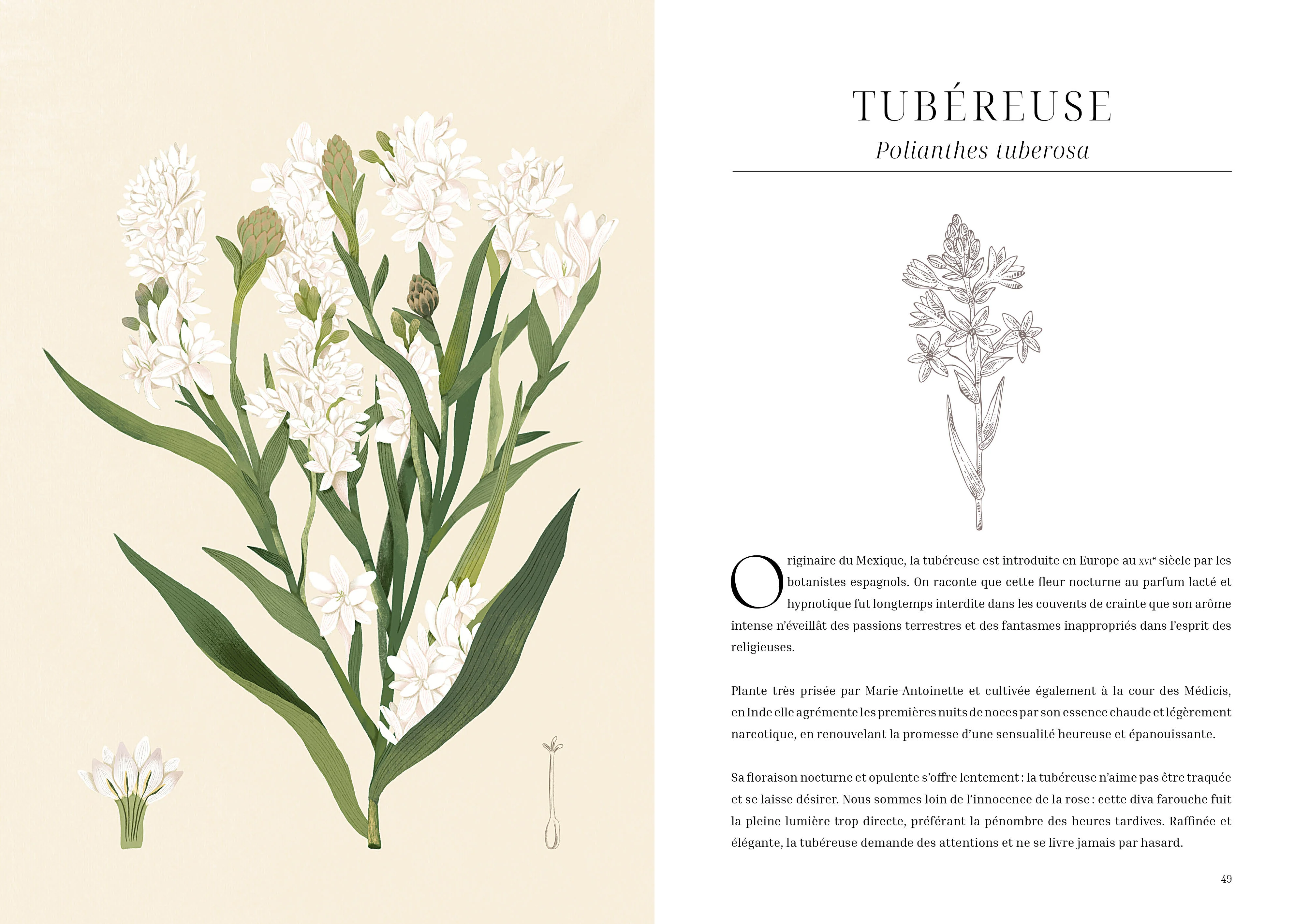 L'herbier des parfums - Image 3