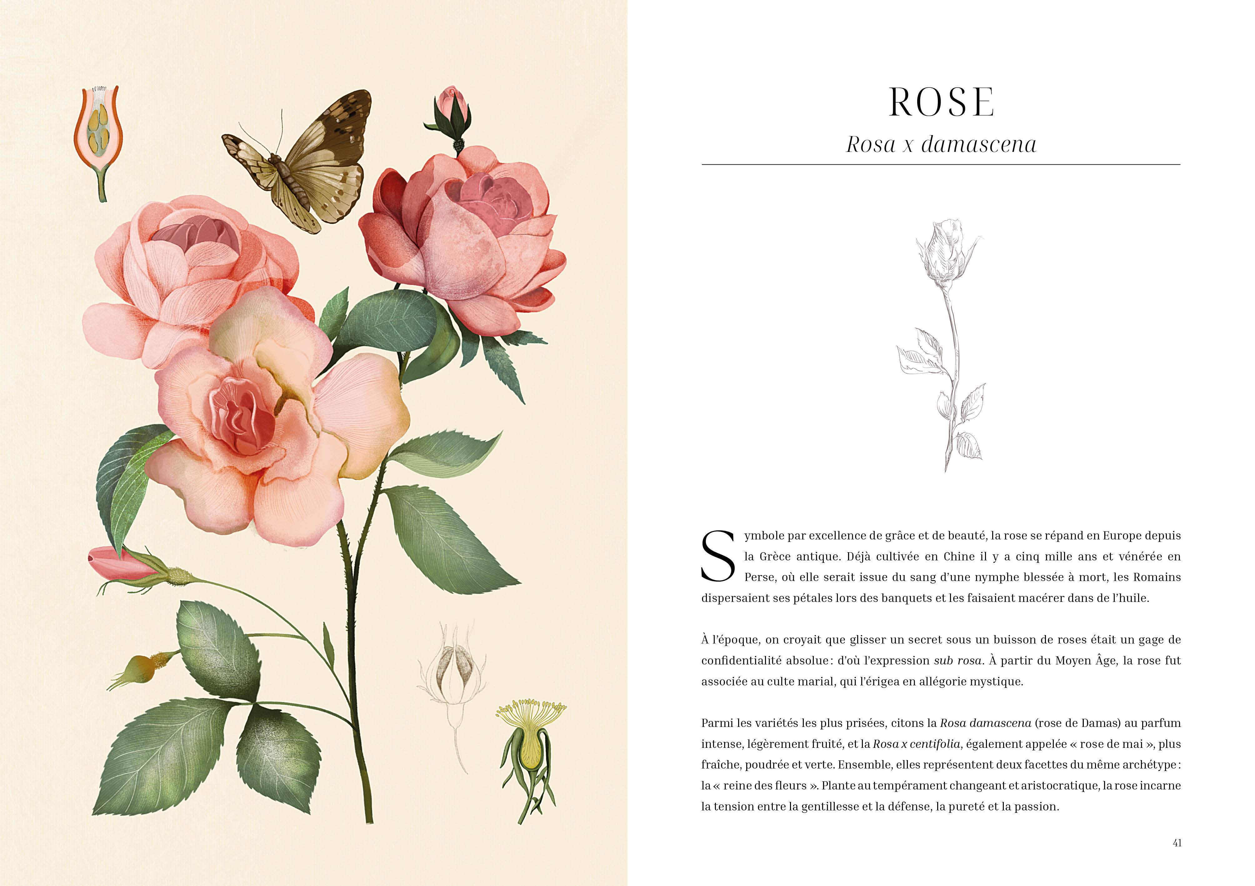L'herbier des parfums - Image 7