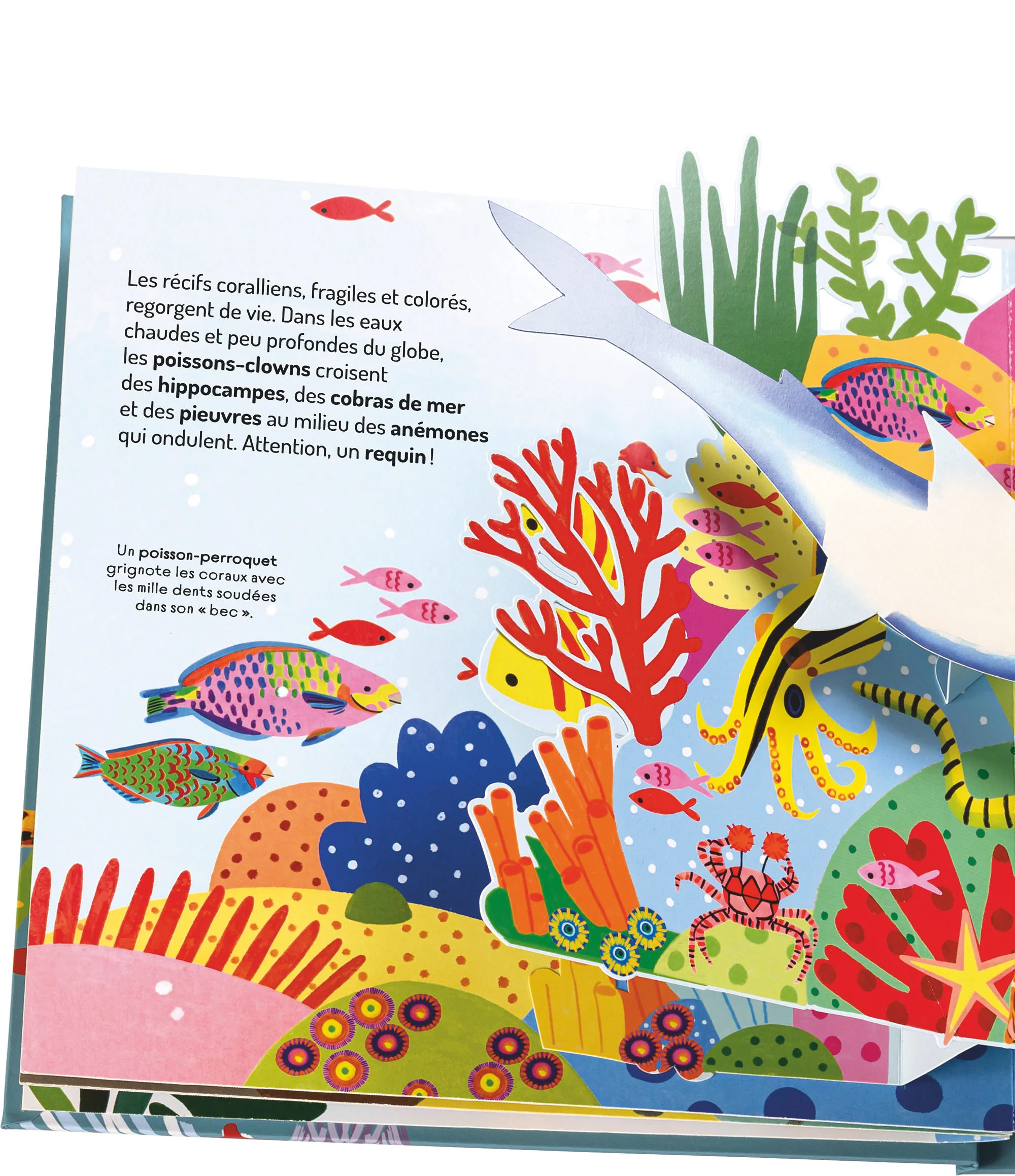 À la découverte des océans - Un livre pop-up - Image 3