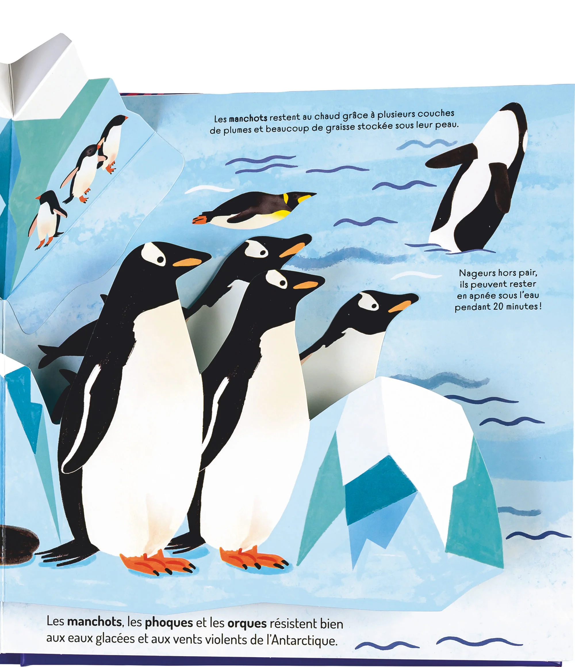 À la découverte des océans - Un livre pop-up - Image 6