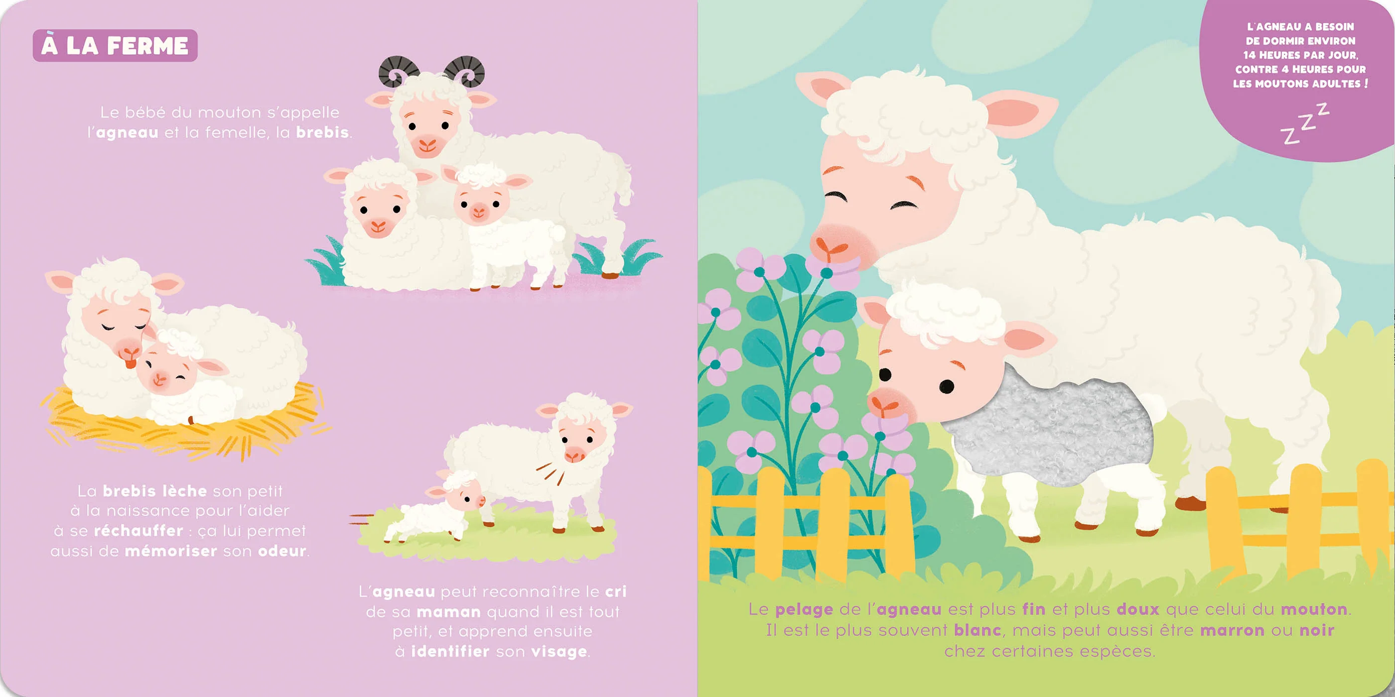 P'tit touche à tout - les bébés animaux - Image 2