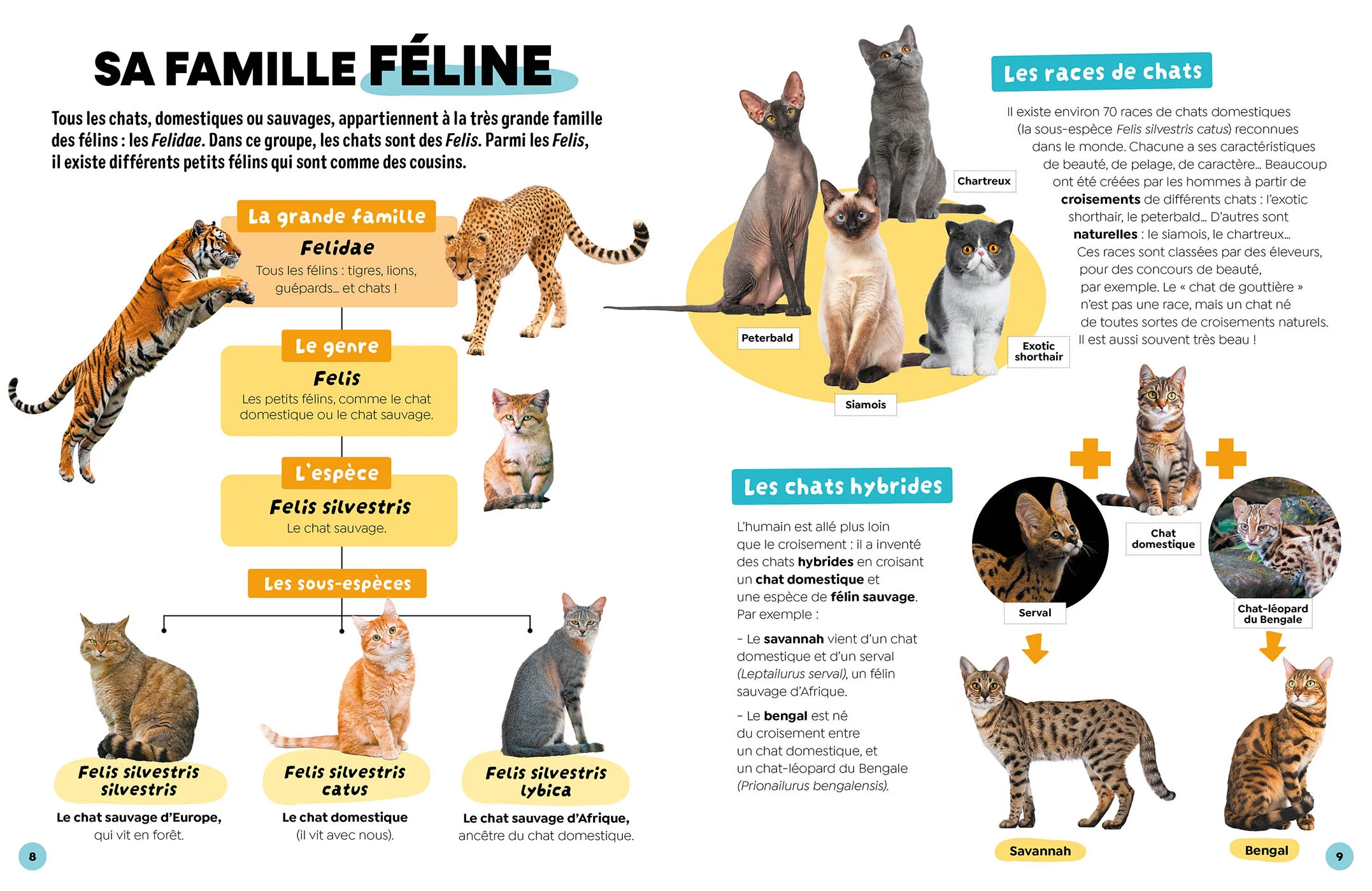 Les chats - Image 3