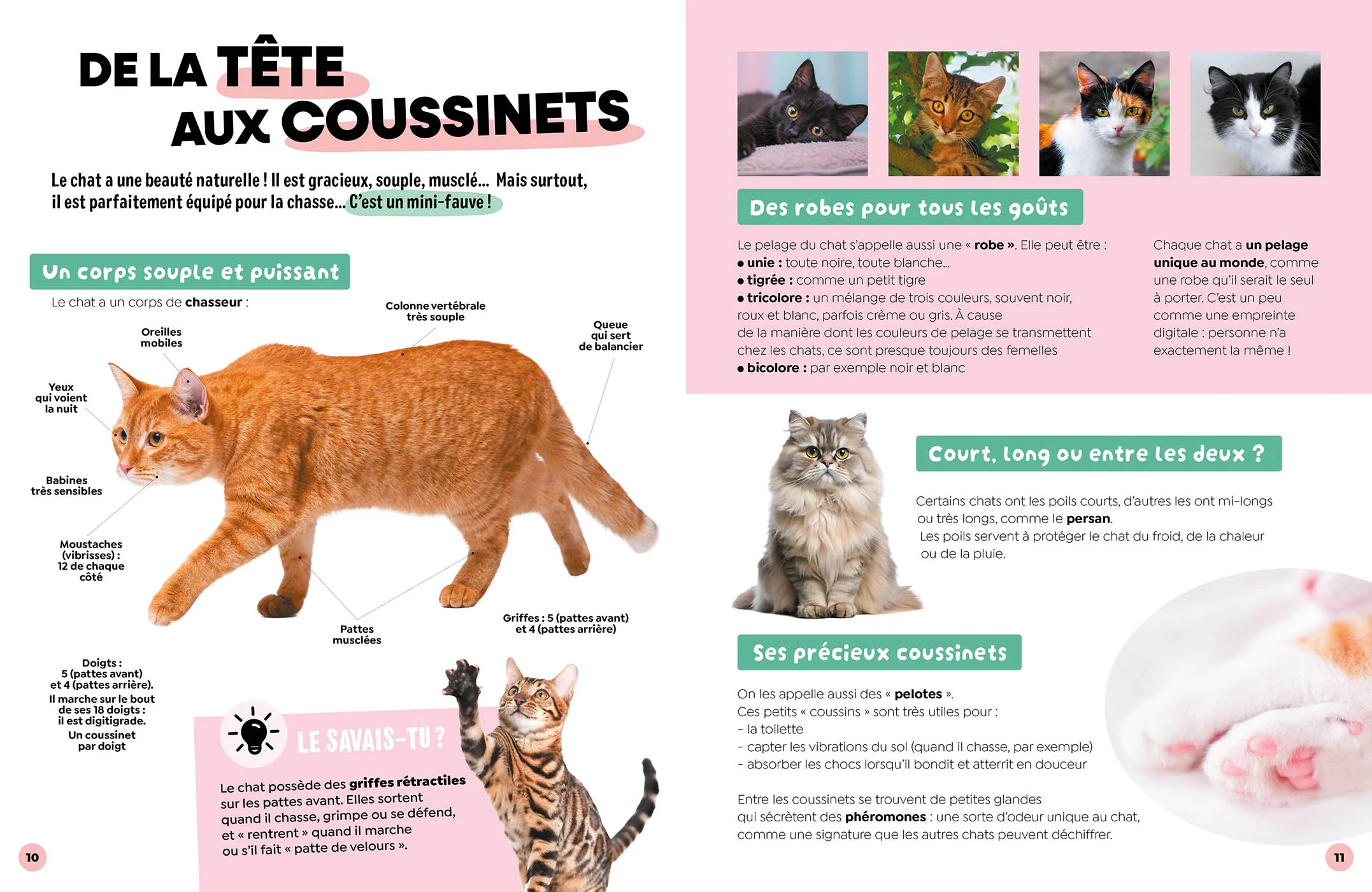 Les chats - Image 4