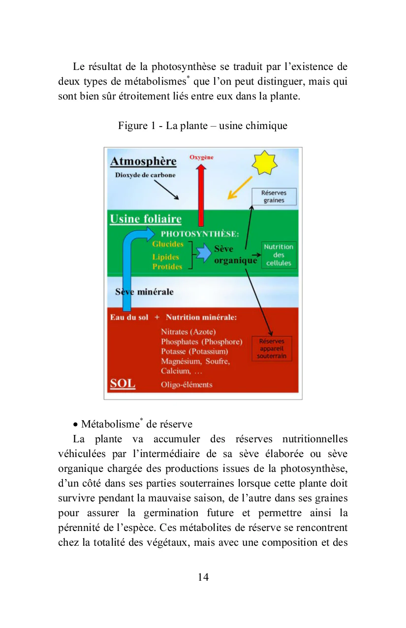 Des plantes alimentaires, médicinales, toxiques, aux compléments alimentaires - Image 10
